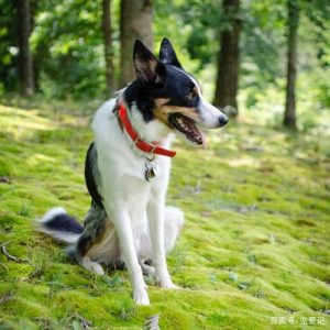 沈阳哪个景区可以带狗(沈阳九龙壁在哪个景区)-警犬训练器材厂家 _警犬训练用品_工作犬训练用品-南京开久警犬装备