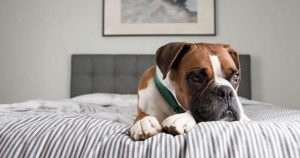 狗把我处破了怎么办萌宠-警犬训练器材厂家 _警犬训练用品_工作犬训练用品-南京开久警犬装备