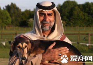 萨路基猎犬吧(萨路基猎犬为什么全国就三只)-警犬训练器材厂家 _警犬训练用品_工作犬训练用品-南京开久警犬装备