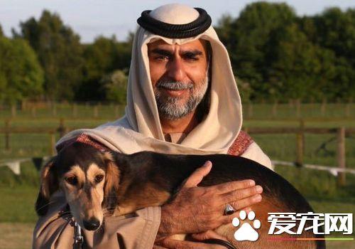 萨路基猎犬吧(萨路基猎犬为什么全国就三只) - 警犬训练器材厂家 _警犬训练用品_工作犬训练用品-南京开久警犬装备-警犬训练器材厂家 _警犬训练用品_工作犬训练用品-南京开久警犬装备