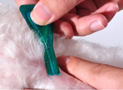 两个月的拉布拉多狗能打虫子吗(两个月的拉布拉多用狗绳吗) - 警犬训练器材厂家 _警犬训练用品_工作犬训练用品-南京开久警犬装备-警犬训练器材厂家 _警犬训练用品_工作犬训练用品-南京开久警犬装备