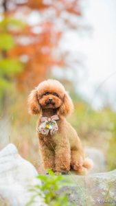 养狗必知必须要做到的6件事幼犬饲养-警犬训练器材厂家 _警犬训练用品_工作犬训练用品-南京开久警犬装备