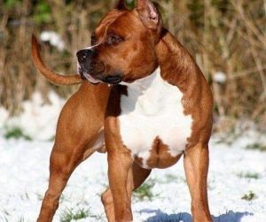 杜高犬与牛头梗谁厉害？牛头梗VS杜高犬 ***-警犬训练器材厂家 _警犬训练用品_工作犬训练用品-南京开久警犬装备