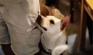 一回家狗狗就要上我合集_新狗狗回家就要一直关在笼子里么-警犬训练器材厂家 _警犬训练用品_工作犬训练用品-南京开久警犬装备