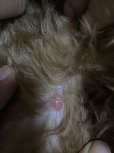 狗狗身上长硬疙瘩(小狗身上有个硬硬的小疙瘩)-警犬训练器材厂家 _警犬训练用品_工作犬训练用品-南京开久警犬装备