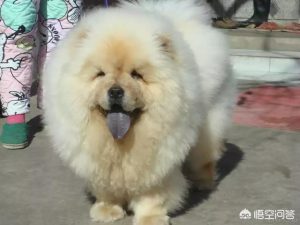 狗狗腿抽筋症状还叫萌宠(狗狗腿抽筋是什么症状表现)-警犬训练器材厂家 _警犬训练用品_工作犬训练用品-南京开久警犬装备
