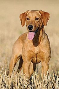 拉布拉多犬纯种的特征(纯种拉布拉多犬有什么特征图)-警犬训练器材厂家 _警犬训练用品_工作犬训练用品-南京开久警犬装备