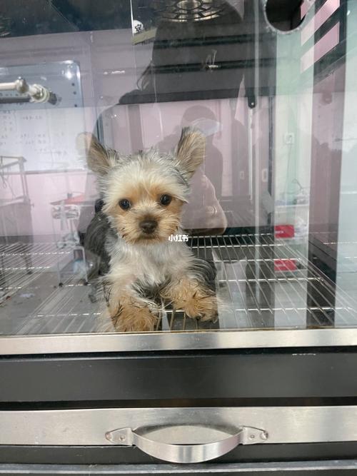 西安可以带狗的酒店(西安可以带狗住的酒店) - 警犬训练器材厂家 _警犬训练用品_工作犬训练用品-南京开久警犬装备-警犬训练器材厂家 _警犬训练用品_工作犬训练用品-南京开久警犬装备