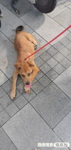 狗狗免费领养中心:免费狗狗领养-警犬训练器材厂家 _警犬训练用品_工作犬训练用品-南京开久警犬装备