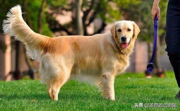 母狗来月经吗(狗狗一般隔多久来一次月经) - 警犬训练器材厂家 _警犬训练用品_工作犬训练用品-南京开久警犬装备-警犬训练器材厂家 _警犬训练用品_工作犬训练用品-南京开久警犬装备