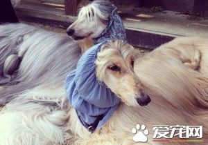 萨路基猎犬介绍_萨路基猎犬速度有多快-警犬训练器材厂家 _警犬训练用品_工作犬训练用品-南京开久警犬装备