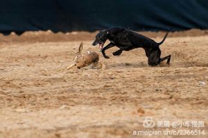 细狗逮兔(细狗逮兔子折跟头就松口)-警犬训练器材厂家 _警犬训练用品_工作犬训练用品-南京开久警犬装备