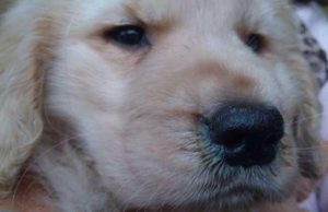 犬瘟热能治好的几率多少？犬瘟治好的几率有多大-警犬训练器材厂家 _警犬训练用品_工作犬训练用品-南京开久警犬装备