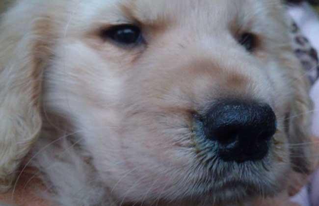 犬瘟热能治好的几率多少？犬瘟治好的几率有多大 - 警犬训练器材厂家 _警犬训练用品_工作犬训练用品-南京开久警犬装备-警犬训练器材厂家 _警犬训练用品_工作犬训练用品-南京开久警犬装备