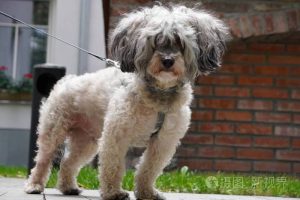 卷毛狗狗品种大全名称(耳朵耷拉着的卷毛狗狗品种)-警犬训练器材厂家 _警犬训练用品_工作犬训练用品-南京开久警犬装备