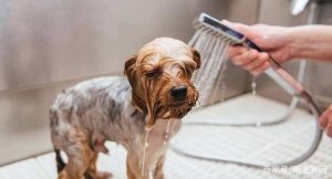 狗狗身上热乎乎的(狗狗爪子热乎乎的)-警犬训练器材厂家 _警犬训练用品_工作犬训练用品-南京开久警犬装备