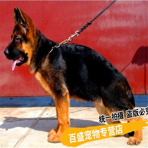 国外对于宠物活体繁殖者的分类狗狗品种 - 警犬训练器材厂家 _警犬训练用品_工作犬训练用品-南京开久警犬装备-警犬训练器材厂家 _警犬训练用品_工作犬训练用品-南京开久警犬装备