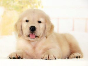 金毛寻回犬的价格(金毛寻回犬和金毛的区别)-警犬训练器材厂家 _警犬训练用品_工作犬训练用品-南京开久警犬装备