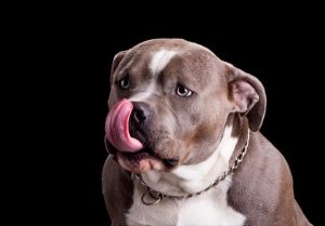 美国十大名狗  中国十大名狗 ***-警犬训练器材厂家 _警犬训练用品_工作犬训练用品-南京开久警犬装备