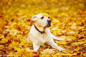 狗狗长到几个月定型不长了(狗狗长几个月才能定型)-警犬训练器材厂家 _警犬训练用品_工作犬训练用品-南京开久警犬装备