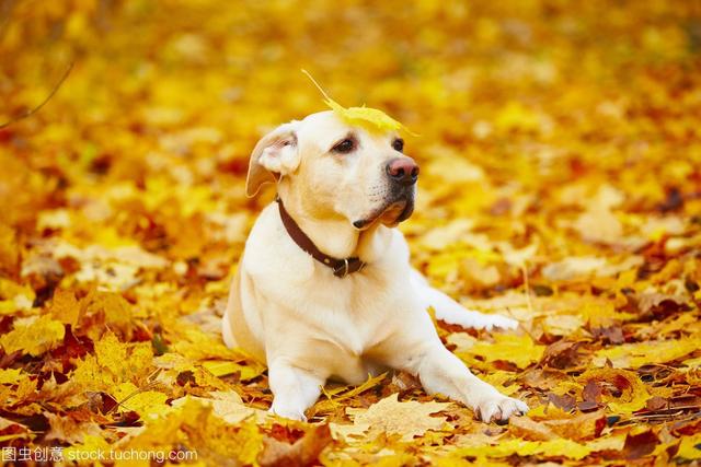 狗狗长到几个月定型不长了(狗狗长几个月才能定型) - 警犬训练器材厂家 _警犬训练用品_工作犬训练用品-南京开久警犬装备-警犬训练器材厂家 _警犬训练用品_工作犬训练用品-南京开久警犬装备