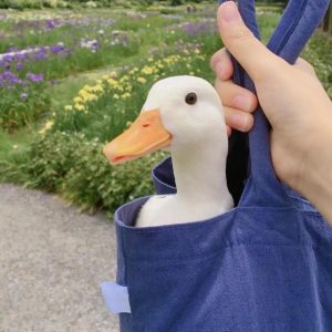 狗狗的陪伴  狗狗的陪伴心情说说-警犬训练器材厂家 _警犬训练用品_工作犬训练用品-南京开久警犬装备