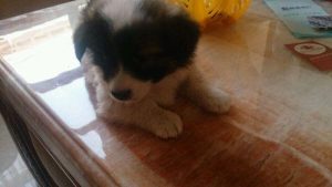 蝴蝶犬幼犬(蝴蝶犬幼犬多少钱)-警犬训练器材厂家 _警犬训练用品_工作犬训练用品-南京开久警犬装备