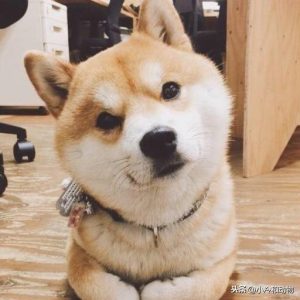 狗不睡觉能坚持多久萌宠  人不睡觉能坚持多久-警犬训练器材厂家 _警犬训练用品_工作犬训练用品-南京开久警犬装备