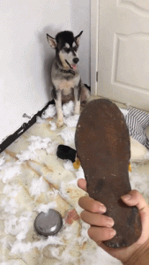 关于狗狗的知识100条-警犬训练器材厂家 _警犬训练用品_工作犬训练用品-南京开久警犬装备