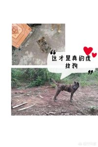 中国猛犬交易网-警犬训练器材厂家 _警犬训练用品_工作犬训练用品-南京开久警犬装备
