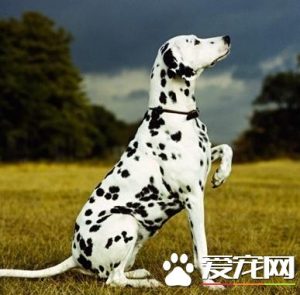 大麦町犬的品种简介_大麦町犬是什么品种-警犬训练器材厂家 _警犬训练用品_工作犬训练用品-南京开久警犬装备