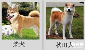 柴犬和秋田犬的区别是什么(小柴犬和秋田犬的区别)-警犬训练器材厂家 _警犬训练用品_工作犬训练用品-南京开久警犬装备