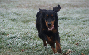 哥顿雪达犬的寿命一般是多久问答-警犬训练器材厂家 _警犬训练用品_工作犬训练用品-南京开久警犬装备