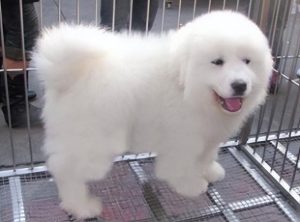 北极熊犬(大白熊犬多少钱一只)-警犬训练器材厂家 _警犬训练用品_工作犬训练用品-南京开久警犬装备