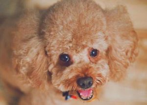 泰迪狗体臭是什么原因？小泰迪体臭是什么原因-警犬训练器材厂家 _警犬训练用品_工作犬训练用品-南京开久警犬装备