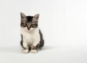 狗狗冠状病毒的症状_泰迪狗狗冠状病毒的症状-警犬训练器材厂家 _警犬训练用品_工作犬训练用品-南京开久警犬装备