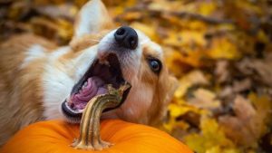 狗粮怎么喂幼犬？没有狗粮的情况下喂幼犬吃什么-警犬训练器材厂家 _警犬训练用品_工作犬训练用品-南京开久警犬装备