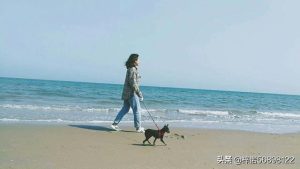 小鹿犬的性格特点(小鹿犬的性格特点优缺点)-警犬训练器材厂家 _警犬训练用品_工作犬训练用品-南京开久警犬装备