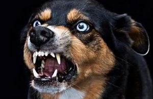 怎么让狗狗搞自己？怎么让狗狗的进自己-警犬训练器材厂家 _警犬训练用品_工作犬训练用品-南京开久警犬装备