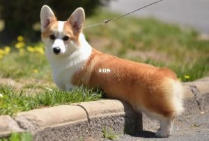 柯基十大犬舍(柯基十大禁忌食物)-警犬训练器材厂家 _警犬训练用品_工作犬训练用品-南京开久警犬装备