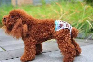 母狗会来大姨妈吗?注意事项有哪些?狗狗品种？-警犬训练器材厂家 _警犬训练用品_工作犬训练用品-南京开久警犬装备