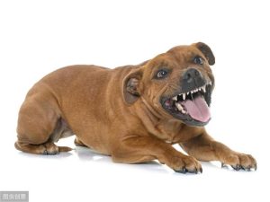 比特犬vs藏獒_比特犬15分钟咬死藏獒-警犬训练器材厂家 _警犬训练用品_工作犬训练用品-南京开久警犬装备