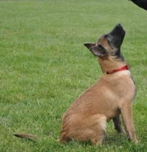 马犬训练(马犬训练口令)-警犬训练器材厂家 _警犬训练用品_工作犬训练用品-南京开久警犬装备