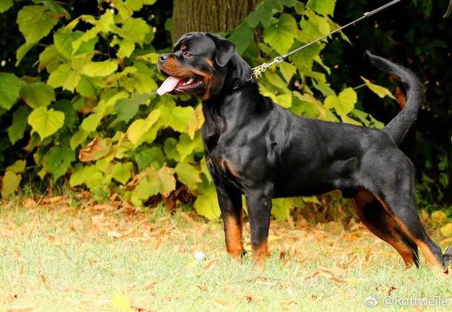 罗威纳犬打架排名第几(罗威纳犬打架排名第几多少钱一只) - 警犬训练器材厂家 _警犬训练用品_工作犬训练用品-南京开久警犬装备-警犬训练器材厂家 _警犬训练用品_工作犬训练用品-南京开久警犬装备