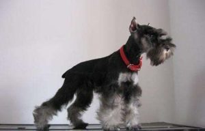 长的像孙红雷的狗(孙红雷跟什么狗长的像)-警犬训练器材厂家 _警犬训练用品_工作犬训练用品-南京开久警犬装备