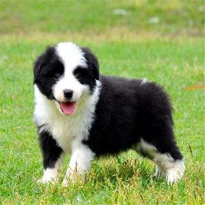 保加利亚牧羊犬(保加利亚牧羊犬buffy)-警犬训练器材厂家 _警犬训练用品_工作犬训练用品-南京开久警犬装备