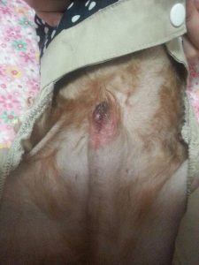 狗狗 *** 收不回去_狗狗 *** 红肿收不回去-警犬训练器材厂家 _警犬训练用品_工作犬训练用品-南京开久警犬装备