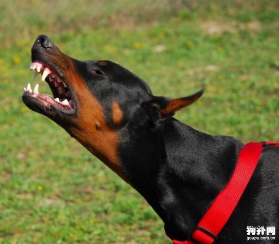 杜宾犬介绍(杜宾犬介绍)-警犬训练器材厂家 _警犬训练用品_工作犬训练