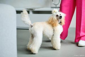 贵妇犬贵宾犬萌宠(贵妇犬 *** 大全贵宾犬)-警犬训练器材厂家 _警犬训练用品_工作犬训练用品-南京开久警犬装备