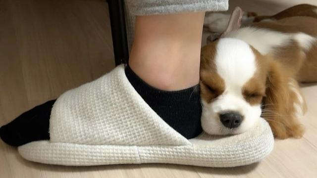 狗狗身上长硬疙瘩是怎么回事(狗狗身上有红色硬疙瘩) - 警犬训练器材厂家 _警犬训练用品_工作犬训练用品-南京开久警犬装备-警犬训练器材厂家 _警犬训练用品_工作犬训练用品-南京开久警犬装备